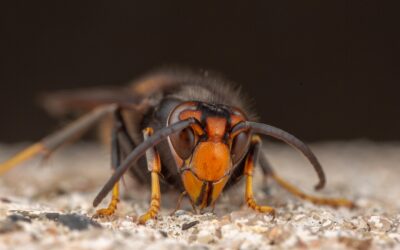 Hornets, wasps, bees! Oh my!