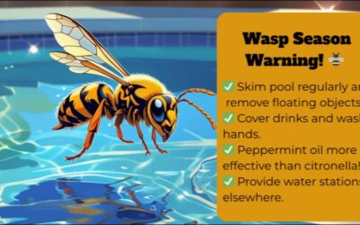 Wasp Season Is Well and Truly Here!